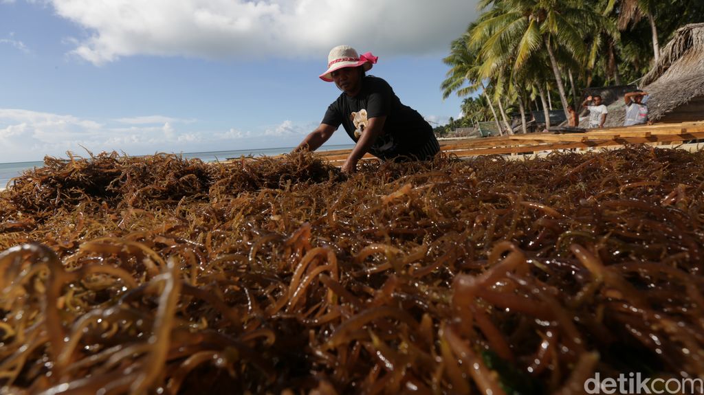 Segarnya Budidaya Rumput Laut, Panen Per 1,5 Bulan Hasilkan Rp 30 Juta