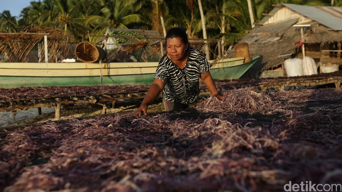Segarnya Budidaya Rumput Laut, Panen Per 1,5 Bulan Hasilkan Rp 30 Juta