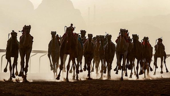 Unta-unta berlomba dalam Festival Balapan Unta di trek balap Sheikh Zayed, Gurun Wadi Rum Selatan, Yordania, Jumat (30/9/2022) waktu setempat.