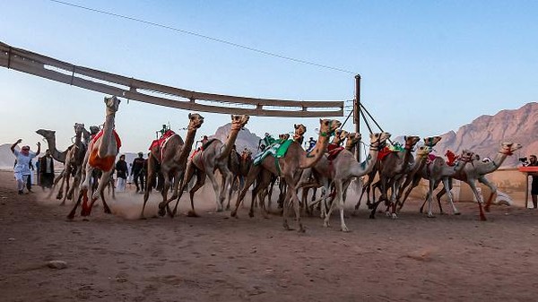 Sejumlah unta berlomba dalam Festival Balapan Unta di trek balap Sheikh Zayed, Gurun Wadi Rum Selatan, Yordania, Jumat (30/9/2022) waktu setempat.  