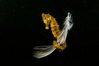 Siena International Photo Awards 2022