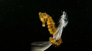 Juara kategori Underwater Life diraih Francisco Javier Murcia Requena Foto: Siena International Photo Awards