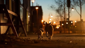 Juara Storyboard diraih Peter Mather Foto: Siena International Photo Awards