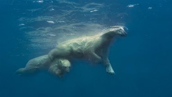 Juara kategori Animals in Their Environment diraih Amos Nachoum Foto: Siena International Photo Awards