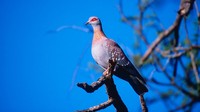 Posisi ke-7 ada Rock Dove atau Merpati Karang. Burung ini sebenarnya sangat akrab dengan manusia. Kecepatan burung ini bisa mencapai 148,9 km per jam.