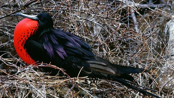 Lanjut, diposisi ke-6 ada Frigatebird atau Burung Cikalang. Burung ini banyak ditemukan di sepanjang samudra tropis dan subtropis. Ciri khasnya terlihat pada tenggorkan berwarna merah menyala. Burung ini dapat terbang dengan kecepatan mencapai 153 km per jam. Lanjut, diposisi ke-6 ada Frigatebird atau Burung Cikalang. Burung ini banyak ditemukan di sepanjang samudra tropis dan subtropis. Ciri khasnya terlihat pada tenggorkan berwarna merah menyala. Burung ini dapat terbang dengan kecepatan mencapai 153 km per jam.