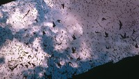 Posisi ke-5 ada Mexican free-tailed bat atau (Tadarida brasiliensis). Kelelawar ini mampu terbang horizontal dengan kecepatan mencapai 160 km per jam.