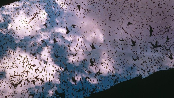 Posisi ke-5 ada Mexican free-tailed bat atau (Tadarida brasiliensis). Kelelawar ini mampu terbang horizontal dengan kecepatan mencapai 160 km per jam. Posisi ke-5 ada Mexican free-tailed bat atau (Tadarida brasiliensis). Kelelawar ini mampu terbang horizontal dengan kecepatan mencapai 160 km per jam.