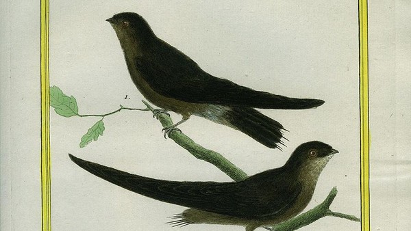 Diposisi ke-3 dengan kecepatan mencapai 169 km per jam dipegang oleh White-throated needletail atau (Hirundapus caudacutus). Burung ini merupakan pemangsa serangga kecil yang hidup di habitat hutan terbuka. Diposisi ke-3 dengan kecepatan mencapai 169 km per jam dipegang oleh White-throated needletail atau (Hirundapus caudacutus). Burung ini merupakan pemangsa serangga kecil yang hidup di habitat hutan terbuka.
