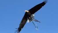 Posisi kedua dengan kecepatan mencapai antara 240 hingga 320 km per jam dipegang oleh Golden Eagle (Aquila Chrysaetos) atau elang emas. Burung dengan panjang 1 meter ini tersebar di Benua Amerika terutama (Amerika Utara), Eropa, sebagian Asia dan Afrika.
