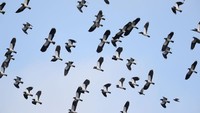 Posisi pertama hewan tercepat di dunia diraih oleh Peregrine falcon (Falco peregrinus) atau Alap-alap Kawah. Burung tecepat ini mampu terbang mencapai 389 km per jam. 