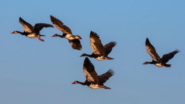 Posisi ke-8 ada Spur-Winged Goose (Plectroterus gambensis). Unggas ini masuk ke dalam famili angsa yang tersebar di seluruh Afrika. Kecepatan saat terbang mencapai 142 km per jam.
