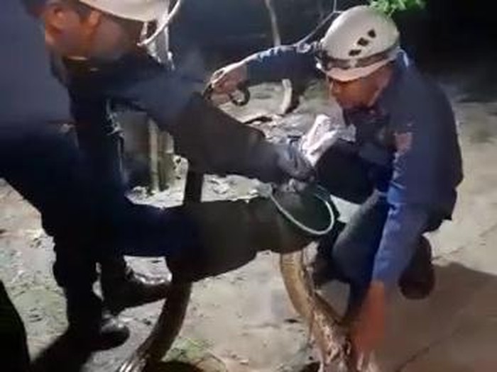 Anggota Damkar Kota Semarang mengevakuasi ular sepanjang 3 meter di Pedurungan, Semarang, Rabu (5/10/2022) dini hari.