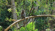 Kawanan Monyet Ekor Panjang Jarah Lapak Pedagang Obwis Mangunan Bantul