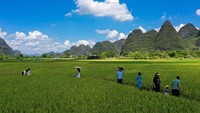 Wisatawan bermain di area persawahan di Guilin, provinsi Guangxi, China, Selasa (4/10/2022). Kawasan ini sering dikunjungi wisatawan yang suka dengan pemandangan alam memukau.  