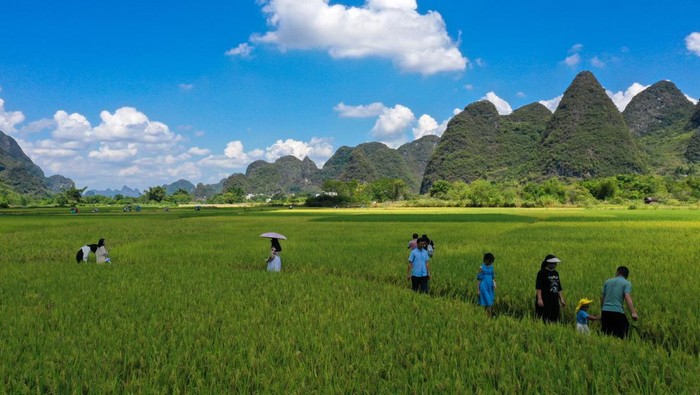 Lanskap Persawahan di China Ini Indah Banget Gaes Wisatawan bermain di area persawahan di Guilin, provinsi Guangxi, China, Selasa (4/10/2022). Kawasan ini sering dikunjungi wisatawan yang suka dengan pemandangan alam memukau.