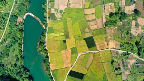 Sungai Yulong mengalir di sisi area persawahan di Guilin, provinsi Guangxi, China, Selasa (4/10/2022). Sawah yang luas terhampar sejauh mata memandang dengan warna hijau cerah.  