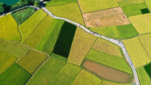 Pandangan udara area persawahan di Guilin, provinsi Guangxi, China, Selasa (4/10/2022) waktu setempat.