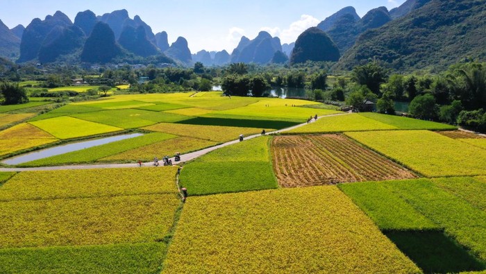 Pandangan udara area persawahan di Guilin, provinsi Guangxi, China, Selasa (4/10/2022) waktu setempat.