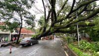 Selain itu, benteng dan pagar rumah warga tertimpa batang pohon ini.Ketinggian pohon ini 20-30 meter, pohon Ki Hujan, diameternya satu meter, ucapnya.