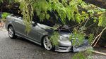 Penampakan Pohon Tua Timpa Mobil Mercy di Bandung