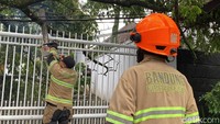 Kapolsek Bandung Wetan Kompol Asep Saepudin mengatakan, pohon setinggi lebih dari 25 meter meter ini berusia puluhan tahun.Lebih dari 50 tahun, kata Asep kepada wartawan di lokasi kejadian.