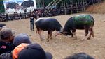 Momen Jenazah Bangsawan Toraja Diarak Keliling Kampung