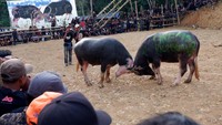 Sejumlah warga dan wisatawan menyaksikan Mappasilaga Tedong atau adu kerbau di Gandangbatu Sillanan, Tana Toraja, Sulawesi Selatan, Selasa (4/10/2022). Adu kerbau menjadi tradisi pada upacara kematian atau Rambu Solo.
