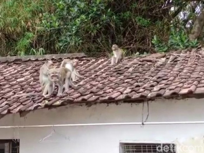 Monyet liar yang meresahkan warga Kediri