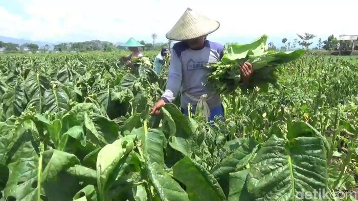 petani tembakau tulungagung