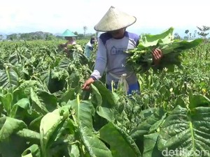 Banjir Paksa Petani Tembakau di Tulungagung Panen Dini