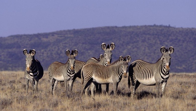 Zebra grevy di sabana di Kenya