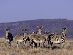 Kenya Dilanda Kekeringan Dahsyat Zebra Paling Langka di Dunia Makin Susut