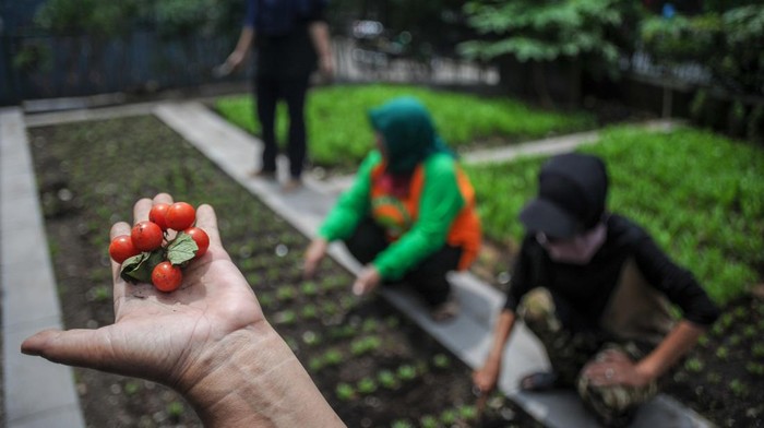 Aksi Warga Bandung Berkebun di Gang Sempit Seorang warga menunjukkan tomat cheri yang sudah dipetik.