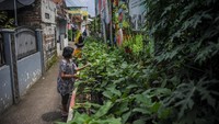 Warga merawat sayuran yang ditanam di lahan sempit di Gang Haji Kurdi, Bandung, Jawa Barat, Kamis (6/10/2022). Warga RW 01 Kelurahan Karasak berinisiatif untuk membuat program sama-sama kita abadikan gang tematik (Saskia Gotik).