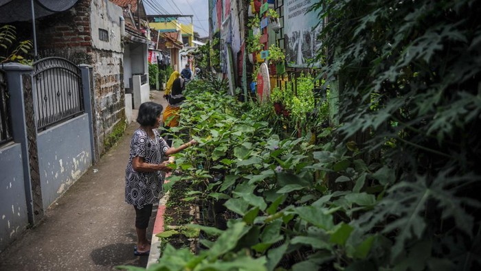 Warga merawat sayuran yang ditanam di lahan sempit di Gang Haji Kurdi, Bandung, Jawa Barat, Kamis (6/10/2022). Warga RW 01 Kelurahan Karasak berinisiatif untuk membuat program sama-sama kita abadikan gang tematik (Saskia Gotik).