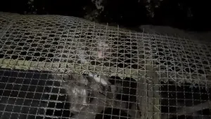 Jurit Malam: Suara Misterius di Tengah Sunyi Kebun Binatang Bandung