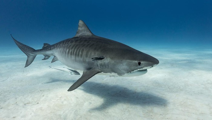 Tiger-shark above the bottom