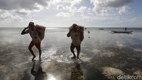 Tnyafar merupakan istilah dari budaya menetap warga Desa Adaut yang sudah berlangsung sejak berpuluh tahun. Mayoritas warga yang melakukan tnyafar berprofesi sebagai nelayan atau petani rumput laut.