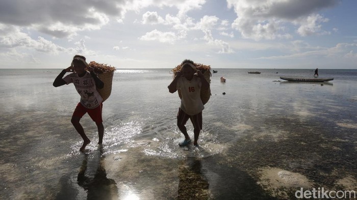 Sejumlah nelayan di pesisir pantai Desa Adaut, Kecamatan Selaru, Kabupaten Kepulauan Tanimbar mengandalkan budidaya rumput laut untuk mencari cuan.