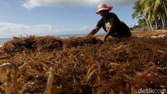 Sejumlah nelayan di pesisir pantai Desa Adaut, Kecamatan Selaru, Kabupaten Kepulauan Tanimbar mengandalkan budidaya rumput laut untuk mencari cuan.