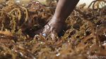 Mantap! Sekali Panen Bisa Cuan Rp 30 Juta dari Rumput Laut