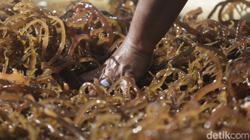 Sejumlah nelayan di pesisir pantai Desa Adaut, Kecamatan Selaru, Kabupaten Kepulauan Tanimbar mengandalkan budidaya rumput laut untuk mencari cuan.