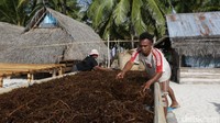 Umumnya rumput laut bisa dipanen dalam waktu 1,5-2 bulan. Ia menjabarkan dari 1 tali bisa diperoleh 20-40 kilogram rumput laut kering.