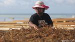 Mantap! Sekali Panen Bisa Cuan Rp 30 Juta dari Rumput Laut