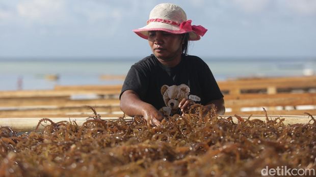 Sejumlah nelayan di pesisir pantai Desa Adaut, Kecamatan Selaru, Kabupaten Kepulauan Tanimbar mengandalkan budidaya rumput laut untuk mencari cuan.