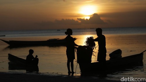Sejumlah nelayan di pesisir pantai Desa Adaut, Kecamatan Selaru, Kabupaten Kepulauan Tanimbar mengandalkan budidaya rumput laut untuk mencari cuan.