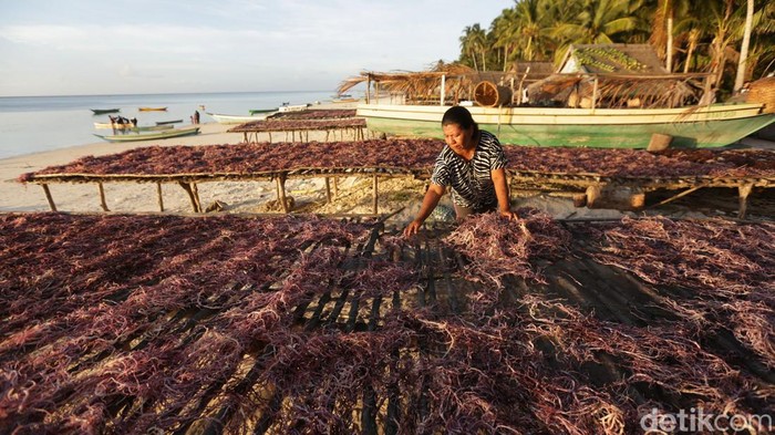 Sejumlah nelayan di pesisir pantai Desa Adaut, Kecamatan Selaru, Kabupaten Kepulauan Tanimbar mengandalkan budidaya rumput laut untuk mencari cuan.