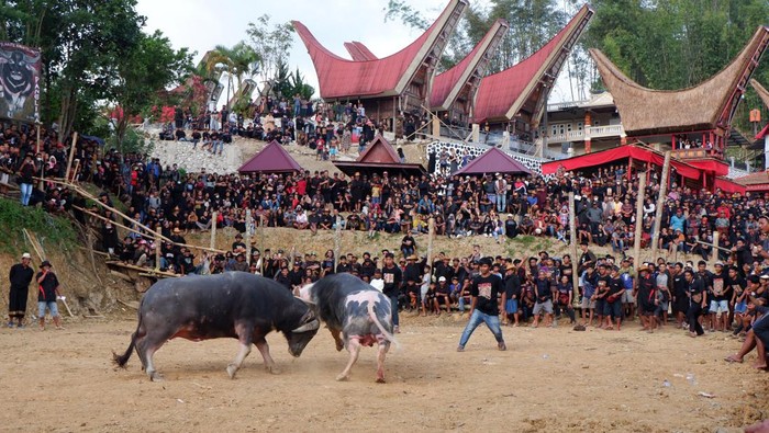 Sejumlah keluarga yang berduka dan warga mengarak jenazah untuk disimpan di lakian (tempat menyemayamkan jenazah sementara) saat prosesi Mapasonglo di Gandangbatu Sillanan, Tana Toraja, Sulawesi Selatan, Selasa (4/10/2022). Mapasonglo atau prosesi arak-arakan jenazah keliling kampung tersebut merupakan rangkaian upacara kematian atau Rambu Solo yang hanya bisa diadakan oleh masayarakat bangsawan Toraja. ANTARA FOTO/Sakti Karuru/tom.