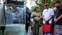 Menteri Pariwisata dan Ekonomi Kreatif Republik Indonesia (Kemenparekraf RI), Sandiaga Salahuddin Uno, secara seremonial meluncurkan Kampung Wisata dan Budidaya Lobster A Lobster Farm yang diinisiasi oleh Aruna di Pantai Amed. 